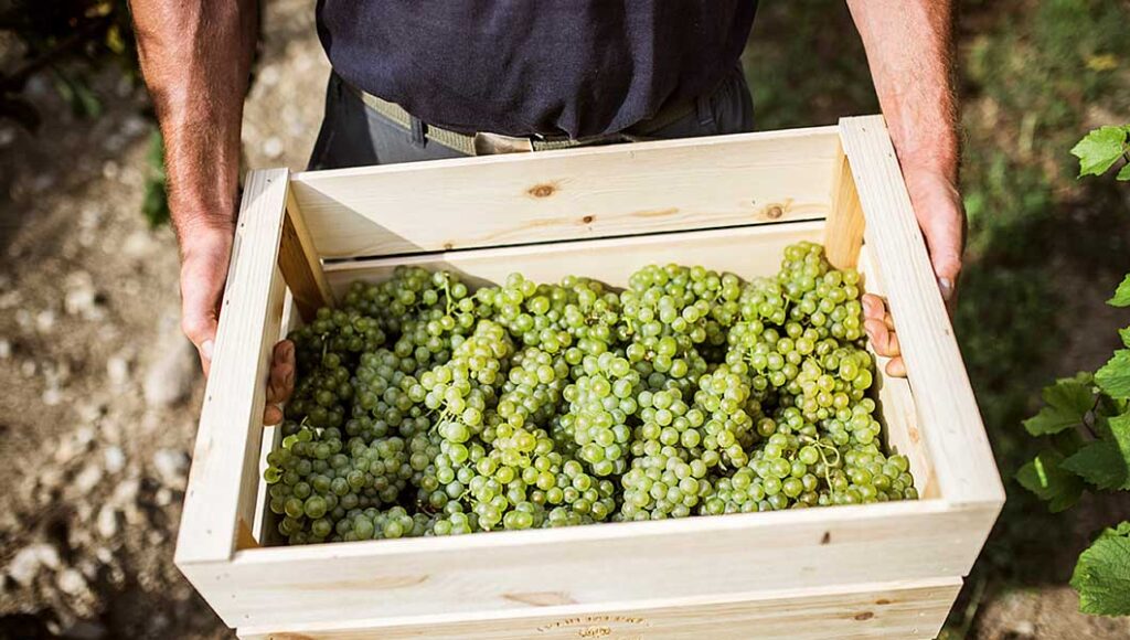 Berlucchi family winery. Organic sparkling wine for trade & Wholesale delivery in Ireland by Eco Wine